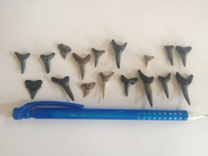 SharkTeeth